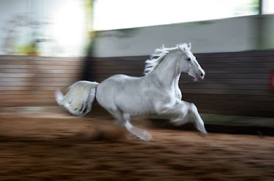 Hermosa fotografia de caballo blanco al galope