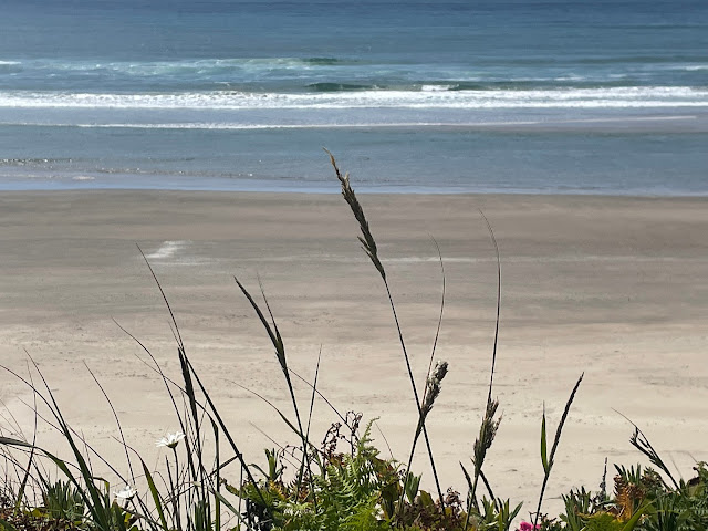 Another view of the ocean from the backyard. this time the focus of the photo is on the vegetation that sits on the edge of the lawn before it goes downhill towards the sandy beach.