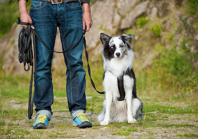 Peter Caine Dog Training