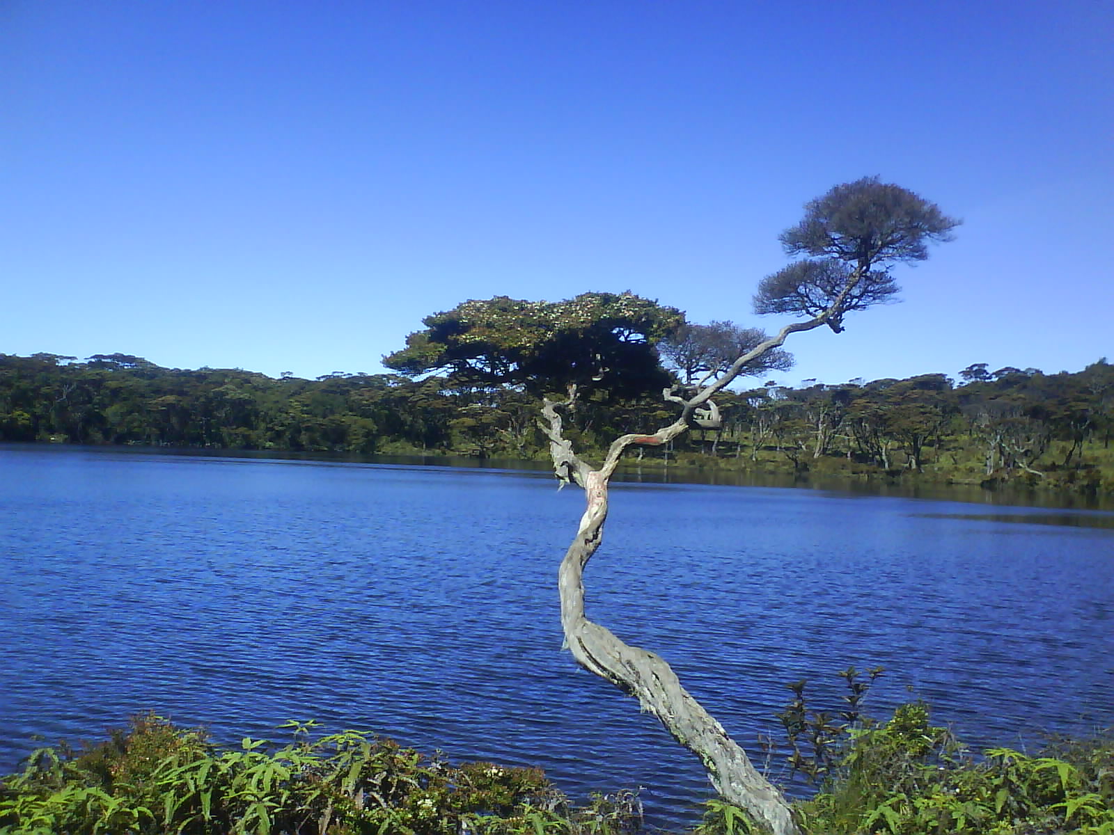 Telaga Dewi di gunung Singgalang