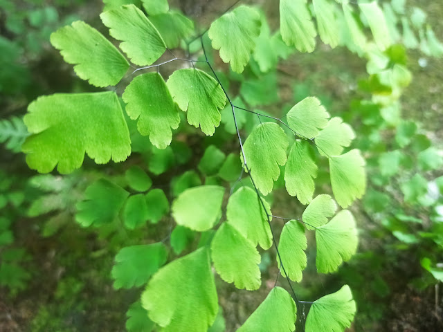 Adiantum raddianum, Tanaman Suplir Yang Daunnya Tak Basah