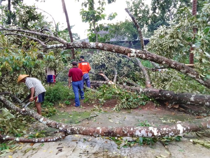 SENKOM RESCUE Kec. Jumapolo mengevakuasi pohon tumbang