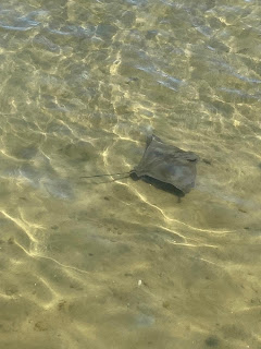 Stingray, Mandurah Foreshore.