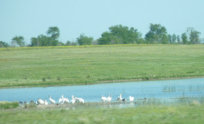 pelicans and geese and others