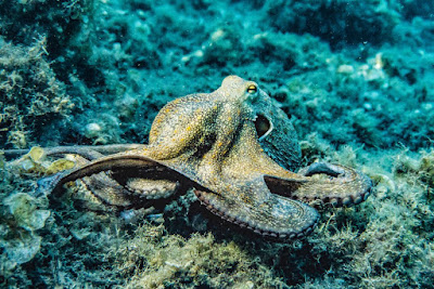 ऑक्टोपस के बारे में 30 रोचक जानकारी | Octopus Interesting Facts, Information In Hindi