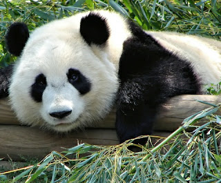 Gambar panda