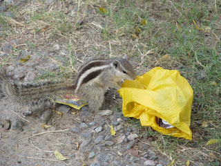 Squirrel in Residency, Lucknow