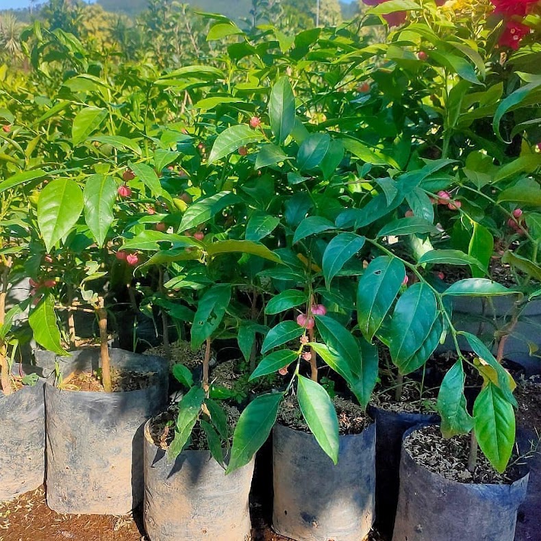 jual tanaman bibit manggis jepang cepat berbuah jawa barat Jawa Barat
