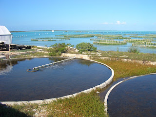 Conch ponds for young conch