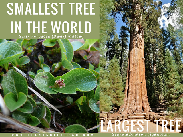 smallest and largest tree in the world - Dwarf willow and Sequoiadendron