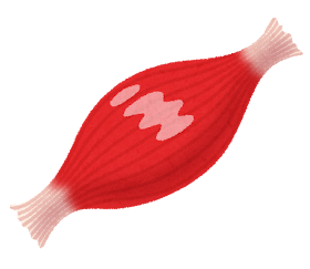 無料イラスト画像 綺麗な力こぶ 筋肉 イラスト かわいい