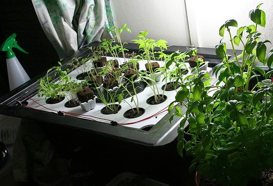 Aeroponics