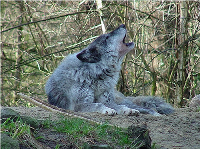 howling wolf photo property of Randy Craig Publishing http://www.rcpublishing.com/