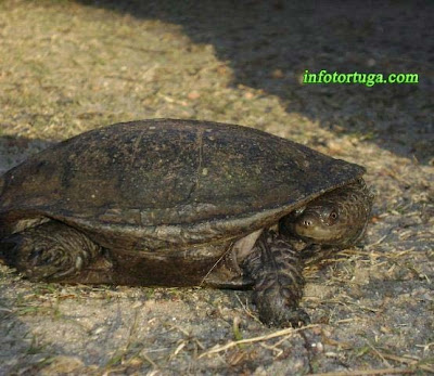 Spix's swamp turtle, Spiny-neck turtle