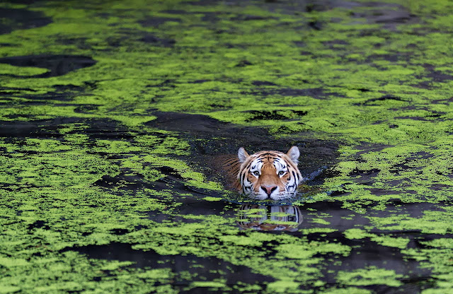 Sumatran Tigers Swim