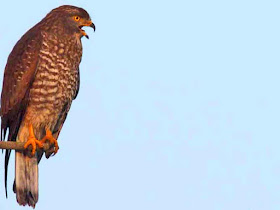 birds, Buzzard Eagle, Migratory, Japan, Okinawa