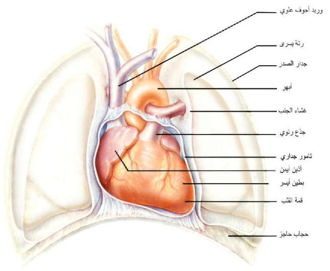 الشكل 16-2: موقع القلب داخل تجويف الصدر.