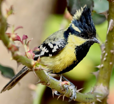 "Indian Yellow Tit (Machlolophus aplonotus) is a tiny but colourful songbird. Bright yellow plumage with contrasting black markings distinguishes this species. Perched atop a rose twig, displaying its bright plumage and energetic personality."