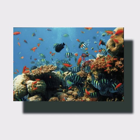 Upaya Pelestarian Alam Bawah Laut