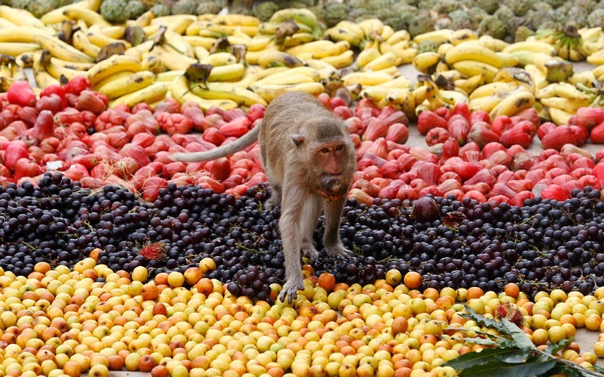 Monkey Buffet Festival 