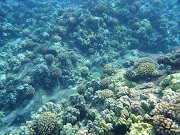 Molokini Snorkeling TripMaui Hawaii (dsc )