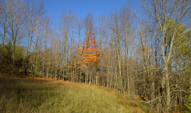 Maple with colorful fall foliage