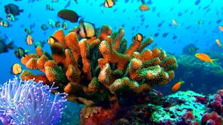 Coral | Coral Reef
