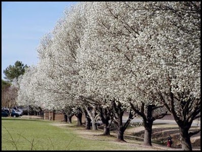 bradford pear tree 5