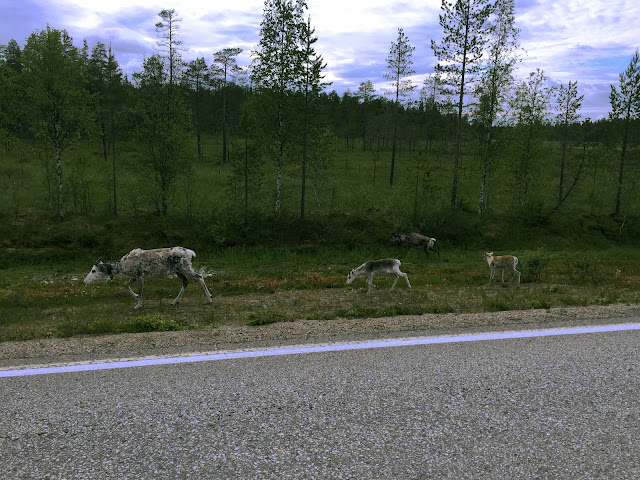 The Great Finnish Road Trip, Reindeer Family, Reindeer in road, wild reindeer, Lapland