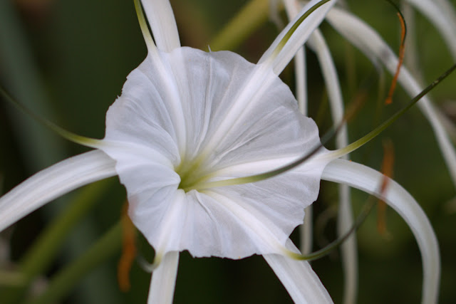 Spider Lily Flower Photographed By Ron Ashworth