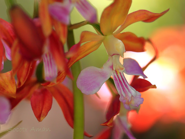 Calanthe discolor