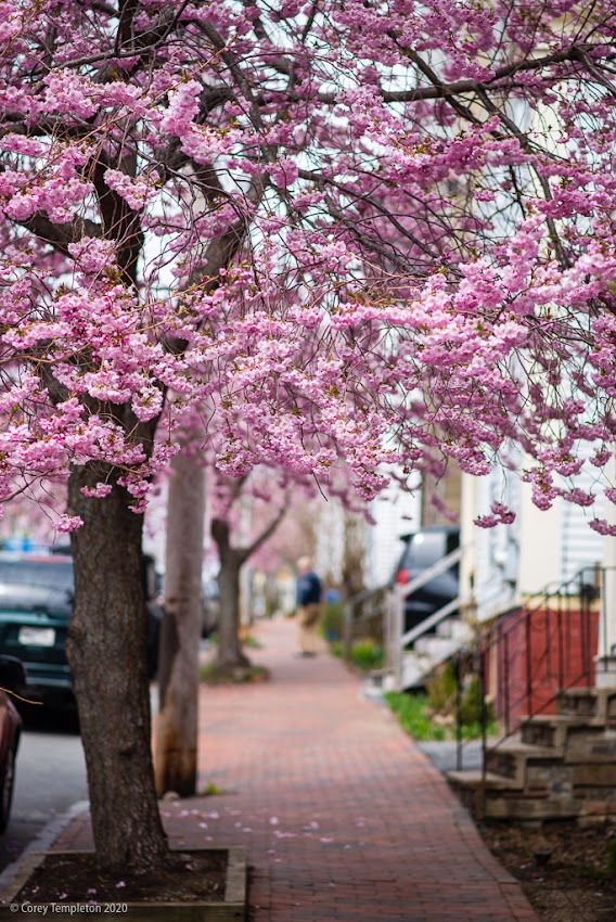 Portland, Maine USA April 2020 photo by Corey Templeton of Cherry Blossom Trees in Bloom on Brackett Street.