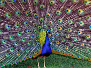 Phone Backgrounds. These three images of peacocks in full display mode are .