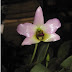 Dendrobium trantuanii - Hoàng thảo trần tuấn