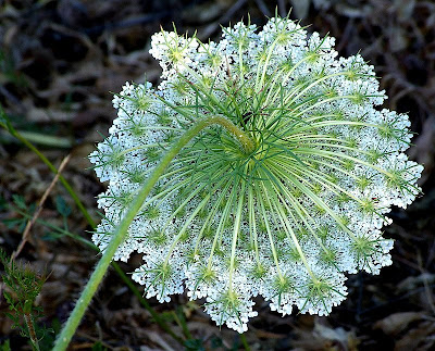 Daucus carota, wild carrot