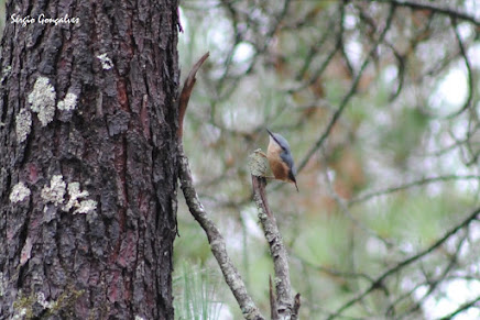 A trepadeira-azul (Sitta europea)