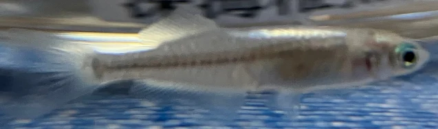 魔王メダカ 稚魚 276日目
