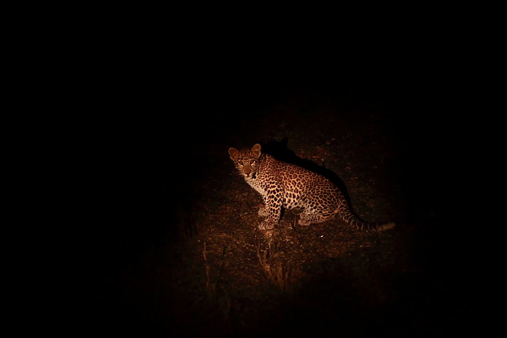 Leopard sighting in southern Rajasthan