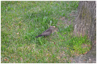 Samica kosa Kos zwyczajny (Turdus merula)