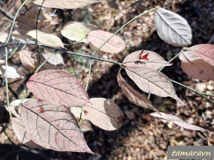 Бересклет малоцветковый (Euonymus pauciflorus)