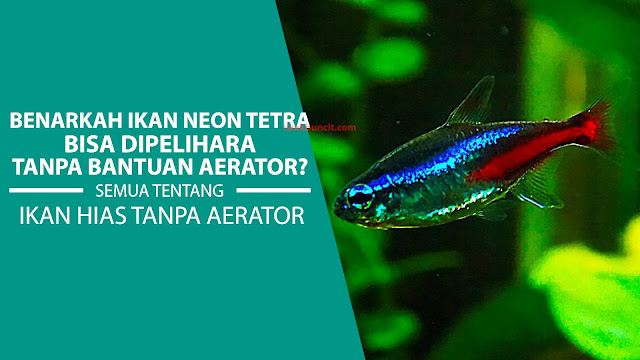 Beneran Nih Bisa Pelihara Ikan Neon Tetra di Aquarium Tanpa Aerator? Ini Jawabannya