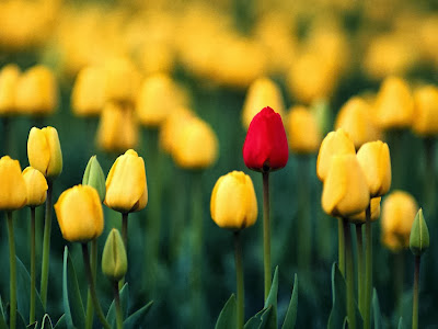 Beautiful Flowers to Chennai