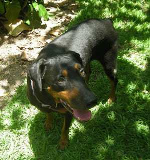 Rottweiler-Doberman mix, La Ceiba, Honduras