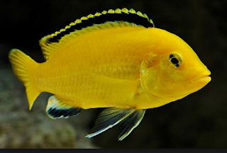 Ikan Hias Lemon