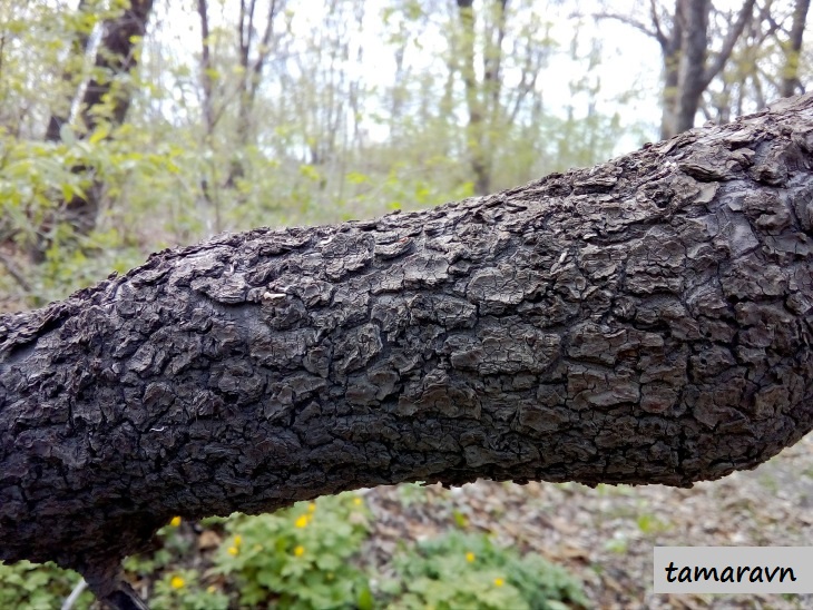 Свободноягодник сидячецветковый (Acanthopanax sessiliflorus, =Eleutherococcus sessiliflorus)