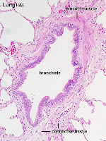 Respiratory System histology