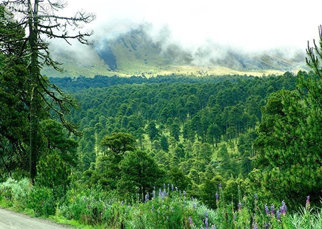 Diputados aprueban ley forestal que impide la participación civil en temas sobre bosques