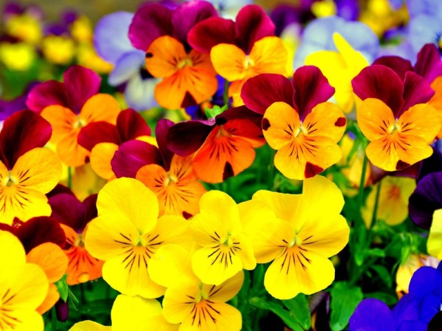 Cover Pic Of Flowers
