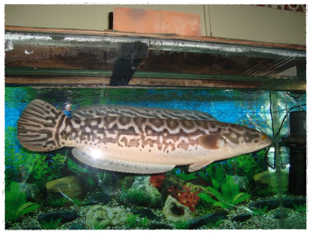 Gambar Ikan Toman Dunia Binatang Gambar Ikan Toman Dunia Binatang