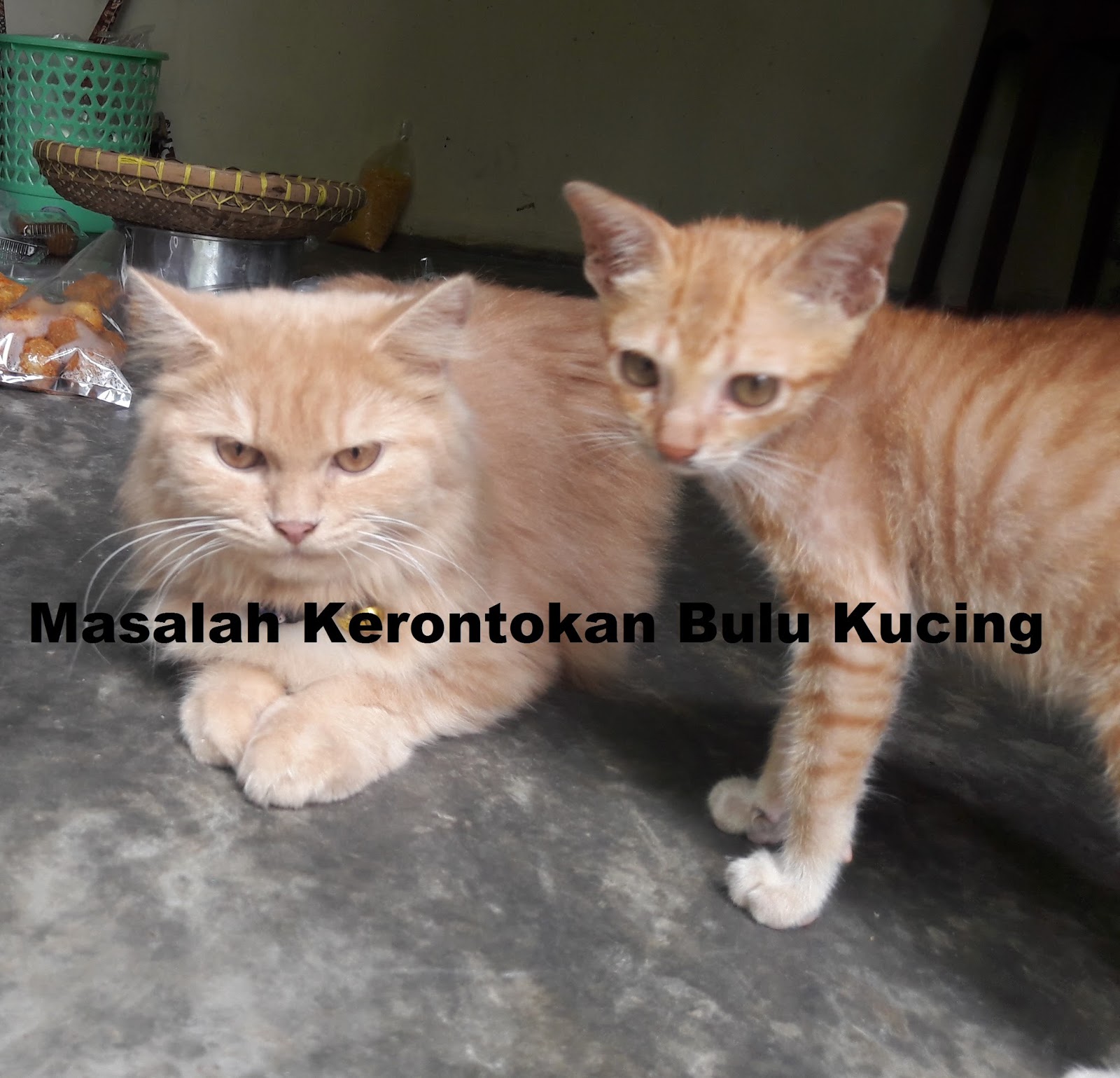 Cara Mengatasi Bulu Rontok Pada Kucing Peliharaan World Cat